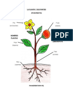 La Planta y Sus Partes