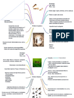 Mapas Mentais Entomologia