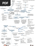 Mapa Mental TDP