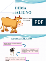 Edema Maligno Exp