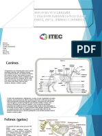 Anatomia Óssea Veterinaria