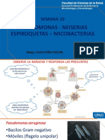 s10 - PPT - Pseudomonas. Neiserias. Espiroquetas. Micobacterias