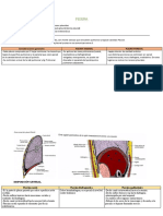 Pleura y Mediastino