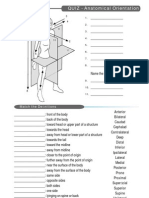 Quiz Anatomical Terms