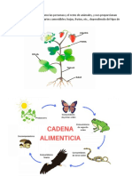 Las Plantas, Cadena Alimentaria