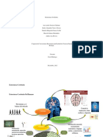 Cuadro Comparativo de Las Estructuras Cerebrales Entre Especies