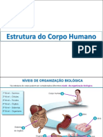 04 - Estrutura Do Corpo Humano