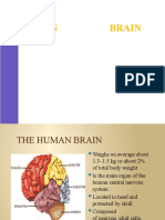 The Brain