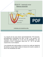 UNIDAD II-Parte 2. Sistema Muscular