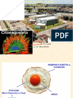 Aula 4 - Citoesqueleto e Movimentos Celulares