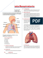 Aparato Respiratorio