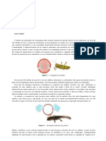 Ficha de Avaliação Módulo A3 - Trocas Gasosas Nos Animais