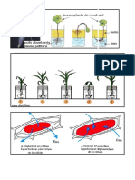 Les Echanges Entre Les Plantes Et Le Sol Documents