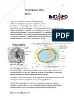 Copia de Nucleo y Expresion Genico