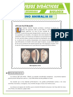 Phylum Moluscos y Phylum Anélidos para Quinto de Secundaria