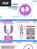 2021 - 07 - 20 - 21 - 09 - 06 - Semana 10 - Sistema Urinario