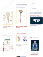 Sistema Nervioso - Triptico