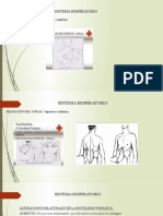 Sistema Respiratorio Tres