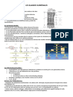 Les Glandes Surrénales