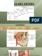 Maxillary Artery