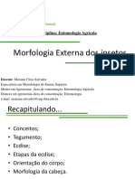 Morfologia Externa Dos Insetos Cabeça - Aparelho Bucal Aula 03