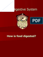 The Digestive System