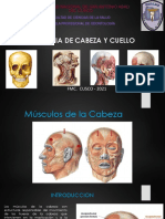 Musculos de La Cabeza (Examen)