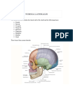 Norma Lateralis: Skull