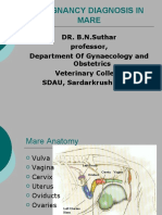 BNS Pregnancy Diagnosis of Mare