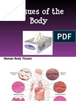 Body Tissues