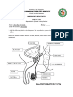 Alysa Mae Paruli - Reproductive System - Activity Packet