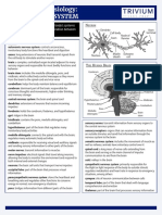 Anatomy & Physiology: The Nervous System