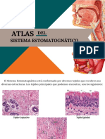 Atlas de Histología Sistema Estomatognático