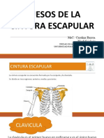 Huesos Cintura Escapular