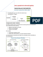 Bases Nitrogenadas Enlace Fosfodiéster