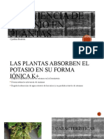 Deficiencia de Potasio en Plantas