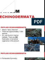 Phylum Echinodermata Presentation