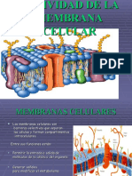 Actividad de La Membrana Celular