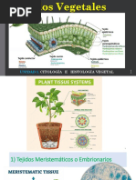 Tejidos Vegetales 21-22