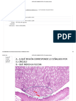 Histología - Examen Práctico N°3