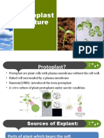 Protoplast Culture