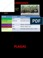 Enfermedades de La Caña de Azucar y Plagas