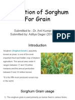 Cultivation of Sorghum For Grain