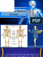 Human Skeletal