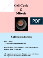 Cell Cycle & Mitosis