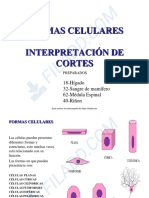 Introductorio Formas Celulares