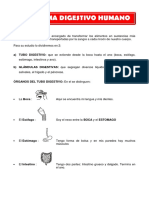 El Sistema Digestivo Humano 