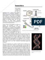 Ácido Desoxirribonucleico: Situación Del ADN Dentro de Una Célula Eucariota