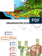 I° Año Medio. 2017. Organización Ecológica.