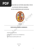 Informe 10 Identificacion de Carbohidratos